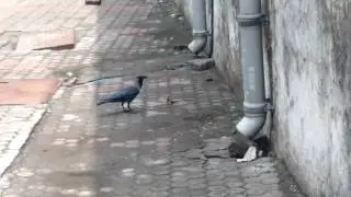 Crow and Chameleon fight