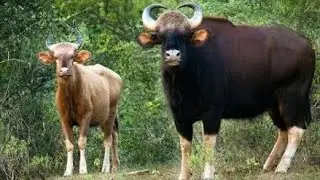 World's Biggest Wild Bison Dangerous Gaur of India