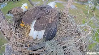 SWFL EAGLE CAM 2025.11.5 🐟M15 flew from the U branch to deliver fish to the nest.