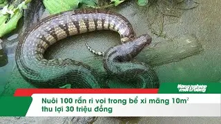 Nu&ocirc;i 100 rắn ri voi trong bể xi măng 10m&sup2; thu lợi 30 triệu đồng