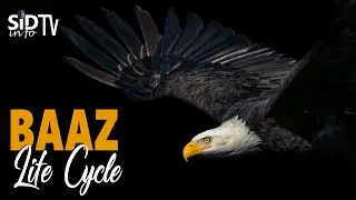 Life of Baaz Eagle Sid info Tv