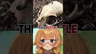 Это плотоядные жуки?!