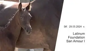 Stf v Latinum x Foundation x San Amour I 2024