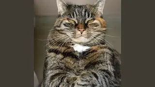 Dogs and cats
