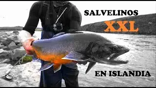10 SALVELINOS GIGANTES Pescados a Mosca 🔥. Islandia ESPECTACULAR!