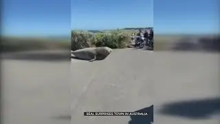 Seal Surprise In Australia