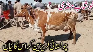 Khushab Cow Mandi Cholistani Frezian Sahiwal cross breed cows review !Ali Best