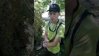Ladder Snake with injured eye