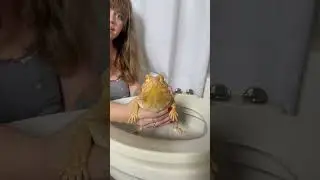 It&rsquo;s the farts for me 🤣 #chuckthebeardeddragon #poop #pottytraining #beardeddragon #fart