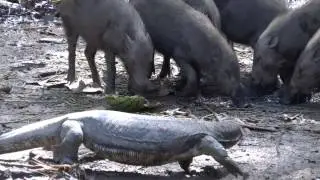 Large water monitor lizard and bearded pigs interacting at Kinabatangan Jungle Camp