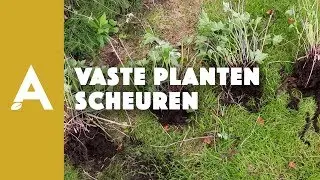 Vaste planten scheuren I Een groener thuis! #59 I Angelo Dorny