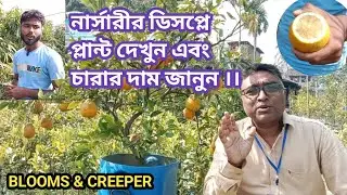 সবুজ বন্ধু নার্সারি ভিজিট করে ডিসপ্লে প্লান্ট দেখুন এবং চারা সংগ্রহ করুন ।।#plantcare #plant