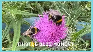Thistle Buzz Moment!