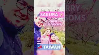 🇹🇼 TRAVEL TAIWAN |SAKURA |CHERRY BLOSSOMS #rJEMozarTravel #shorts #shortsfeed #travel #viralshorts