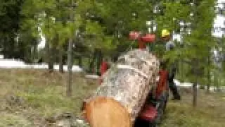 montanatree.com low impact forestry