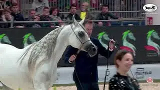 N 33 BOBBI ROSE D   European Championship 2021   VERONA   Mares 4 6 Years Old Class 6