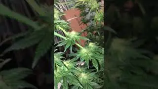 Cbd skunk haze from cbd crew