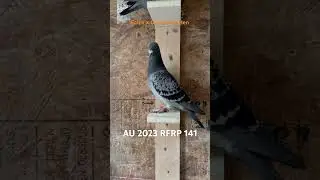 My FAVORITE racing pigeon hen I bred this year 😍 Falco x Cantadora #racingpigeons  #kalapati