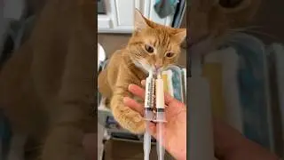 Homemade Cat Treat (Version 3!)