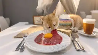 Cat raw meat and bones #feedingcats #everythingiscuteproject #rawmeatandbones #catmukbang #cat