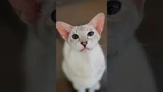 #pets #animals #cat #facts #2025 #lifeisbutadream #shortvideo #kitten #cute #nature