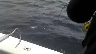 Angling Victoria with Bagout charters