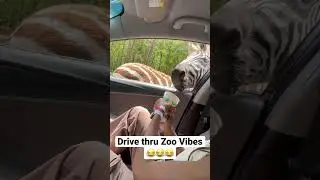 Funny drive thru zoo vibes 😂😂😂