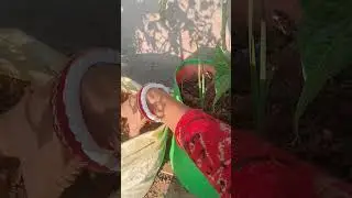 #टमाटर के पौधे के लिए best fertilizer #terrace garden