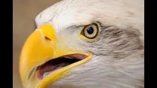 The Eagle&rsquo;s Head Flag | A Bold Tribute to American Freedom & Patriotism