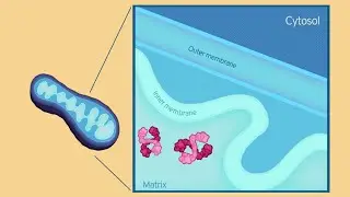 Video synopsis: TFEB regulates mitochondrial complex I (EMBO Reports)