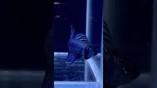 wild betta fish🐠