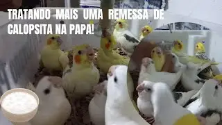 Tratando mais uma remessa de calopsita na papa!
