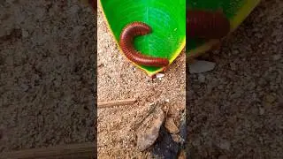 RED MILLIPEDE- 101