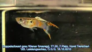 Guppy Doppelschwert &Ouml;GG 120.Leistunsschau 14.Becken