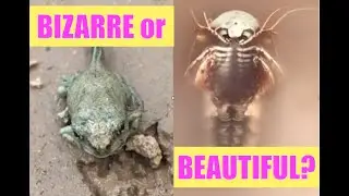 Beautiful and Strange Animals of the Desert Ephemeral Pond - Tadpole to Toad (2021)