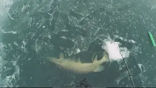 GIANT PIKE from the ICE!🐊🥶 a fish of a lifetime