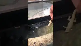 Giant Snakehead Fish eating Lizard . #trending #fishing #fishtank