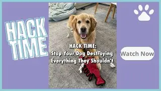 Stop Your Dog Destroying Everything