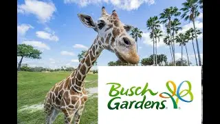 🎢 Wild Thrills & Safari Feels: A Busch Gardens Tampa Kind of Day 🦁☀️