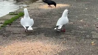 Black-headed Gulls