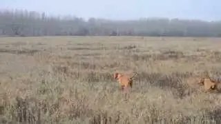 Partridge hunting with the Z&ouml;ldm&aacute;li Wirehaired Vizslas/ Fogoly vad&aacute;szat a Z&ouml;ldm&aacute;li vizsl&aacute;kkal