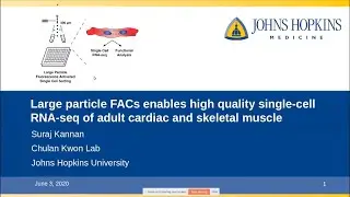 Large particle FACs enables high quality single-cell RNA-seq of adult cardiac and skeletal muscle
