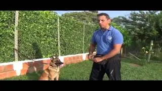 como enseñarle trucos a tu perro clase 6
