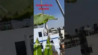 Diy Try to dragon plant 2 breeding