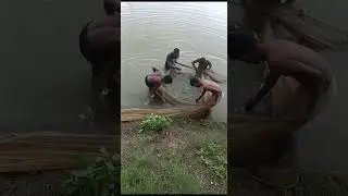 #amur #aquaculture #fishing #fishingvideo  #grasscrap #livefishcutting
