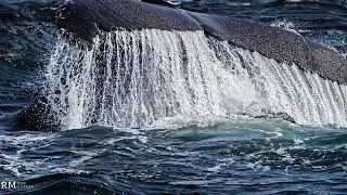 Whale named Ravine's dramatic dive in super slow motion