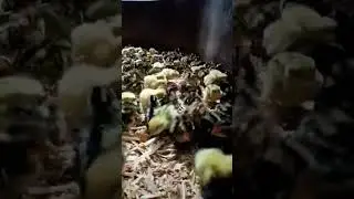 Quail chicks understand this sound tuk tuk tuk😅☺️☺️#quail #chicks #farming #270