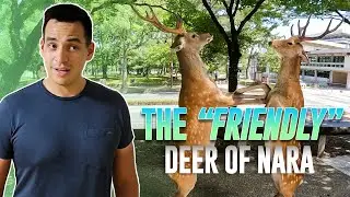Nara Deer Japan 2022 | FUNNY Nara Deer Park Attack Compilation | 奈良公園