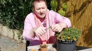 Mark Lane shows how to take Viola cuttings