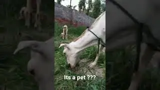 it's a pet ???#goat#first time# I met goat closer#🐐🐐🐐